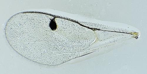 Megastigmus aculeatus